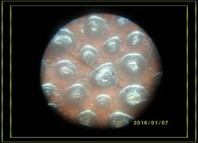 犀牛角方块,鱼籽鲕状纹结构,倍率40.