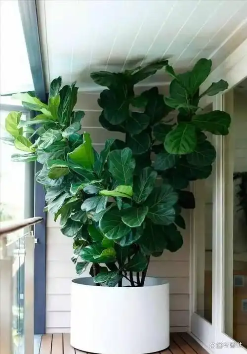 琴叶榕是一种常见的室内观叶植物,它的叶片大而厚,形状像提琴,颜色浓