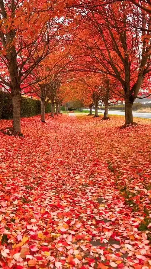 红叶最多情,一语寄相思,摘一片红枫遥寄相思,藏一枚秋叶留下深情,秋水