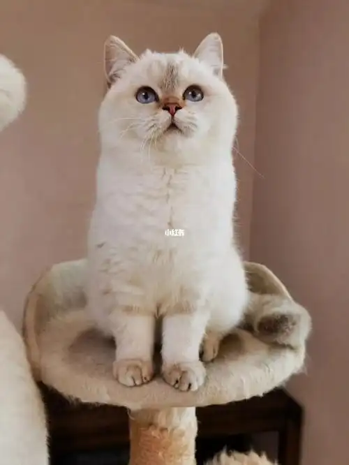 傻乎乎的小熊熊稀有巧克力金点