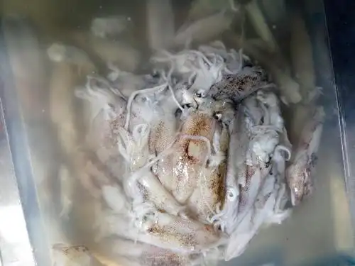 这种叫什么鱿鱼里面都是卵的