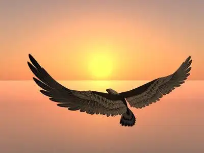 鹰太阳摄影图-鹰太阳图片大全-鹰太阳照片-摄图新视界