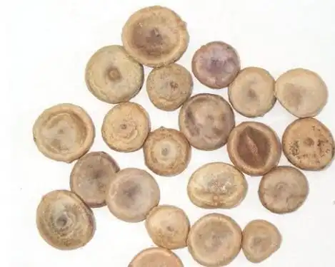 中药马钱子的功效与作用及真伪鉴别