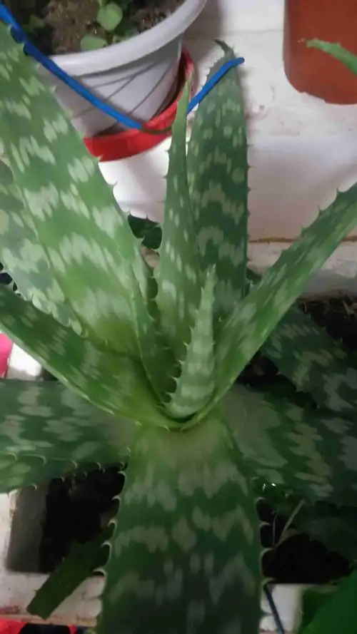 这是皂质芦荟吗