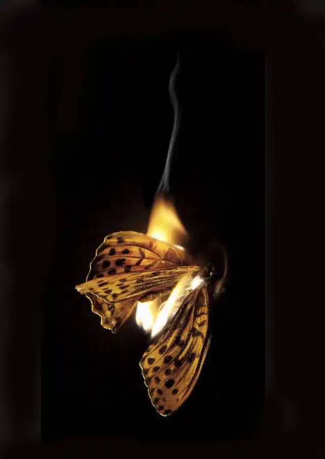 11,命中宿命一飞蛾扑火