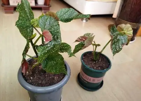 竹节海棠多久浇一次水