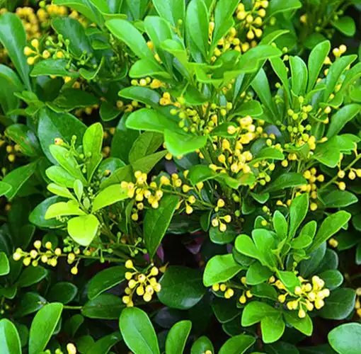 米兰花的养花方法和细节!