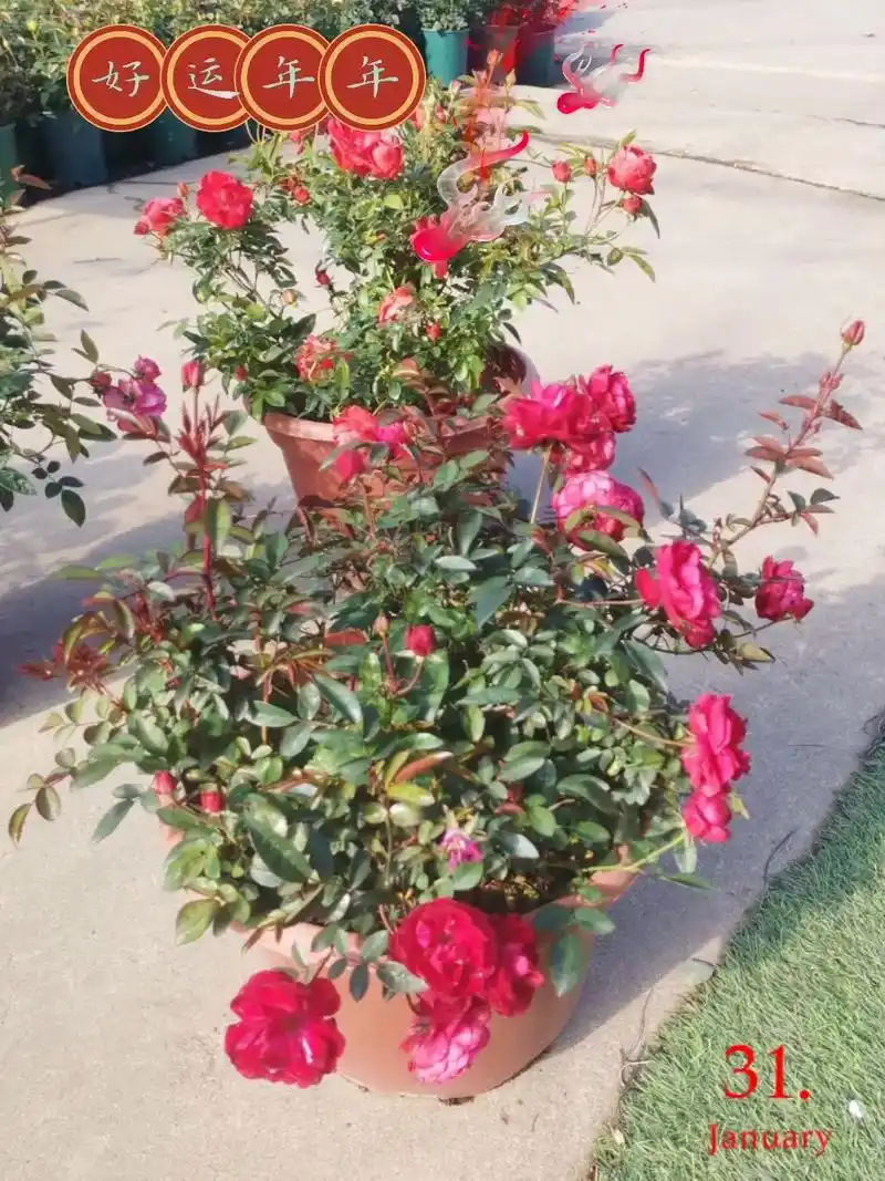 盆栽钻石玫瑰花.#图文热搜词创作任务 玫瑰花,号称"花中之王 - 抖音