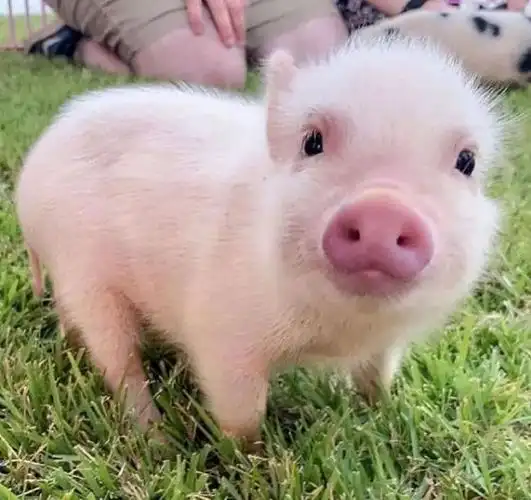 猪猪那么可爱,我可以! - 荷兰猪 - 宠物之家