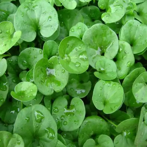 金钱草正宗四川野生小叶金钱草溶石中药材化结石马蹄金250g包邮