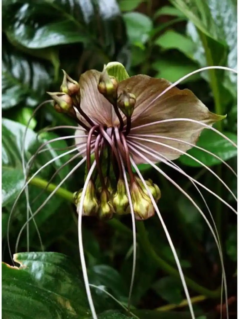 91老虎须是箭根薯科一种多年生草本植物.