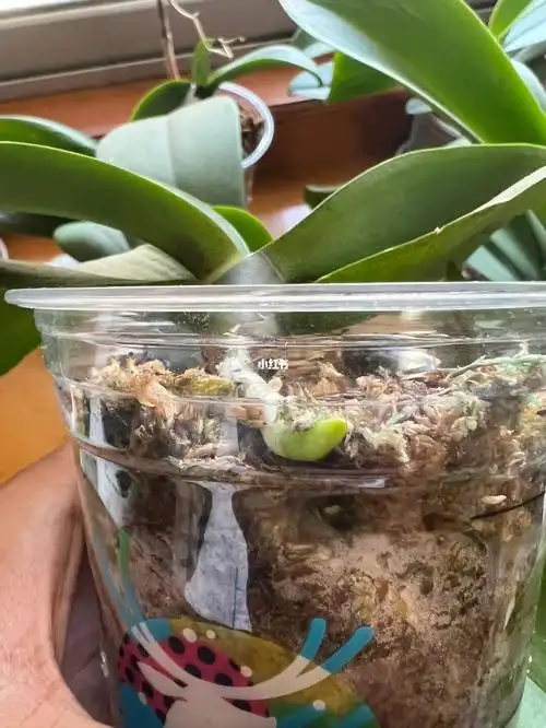 蝴蝶兰  #气生根  #蝴蝶兰养护@喜洋洋谢谢花友的好方法