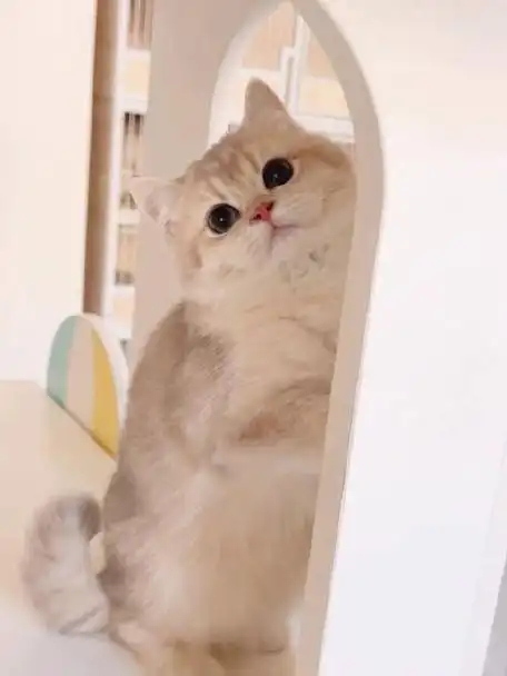 特价蓝金渐层找家.妹妹ay11.非常熊的一个妹妹,呆萌乖巧