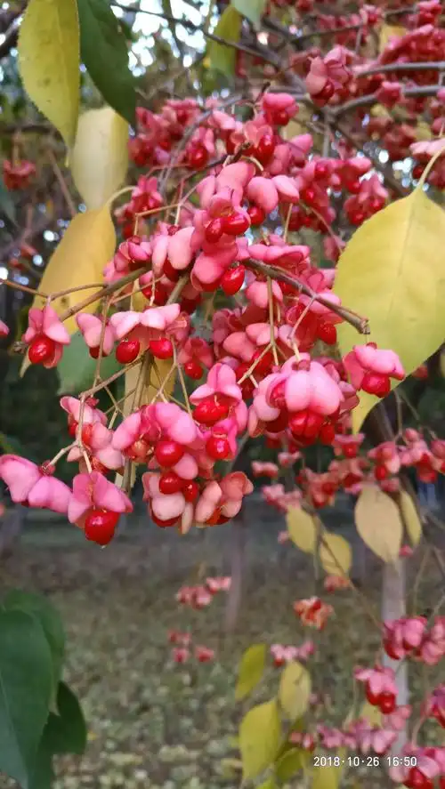 美到心动的丝棉木