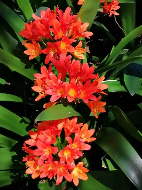 君子兰,又名大花君子兰,和尚君子兰.