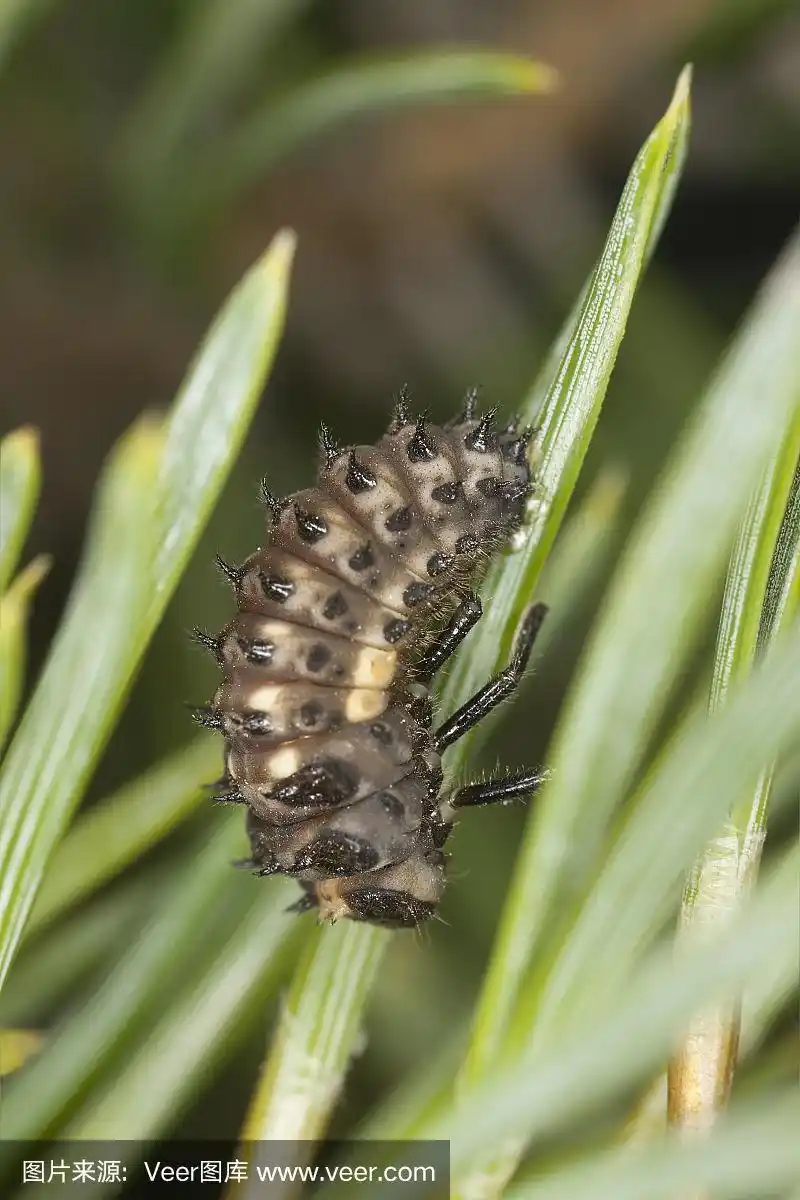 松树球果上的瓢虫幼虫,高度放大的特写镜头