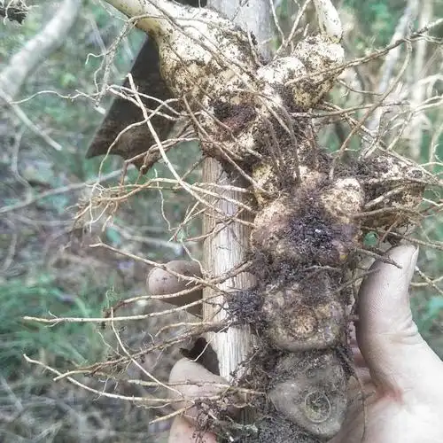 野生新鲜黄精500g包邮贵州高山野生老虎姜正宗无农残原生态野黄精