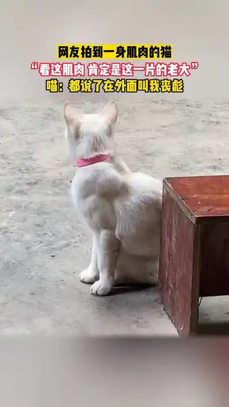 网友拍到一身肌肉的猫,"看这肌肉 肯定是这一片的老大"