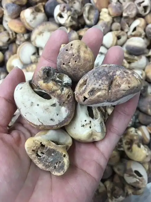 很多人看到须元果这个名字时,会认为它是一种植物的