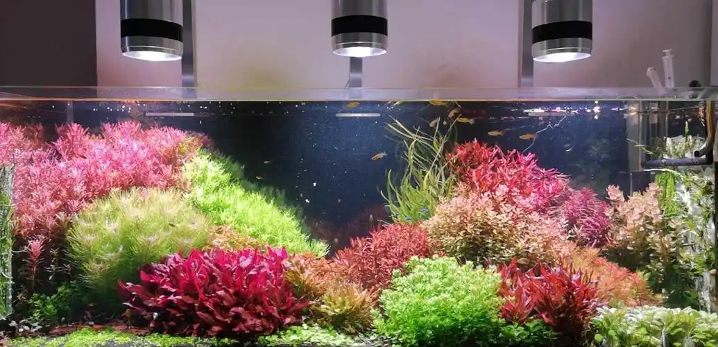 这个缸有点荷兰景的味道吧