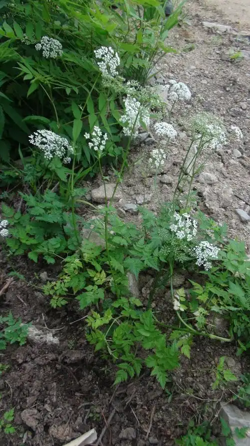 首页 植物物种卡 草本 > 正文   种名(中): 蛇床子 学名(拉丁)