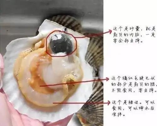 海蛎子哪个部位不能吃生蚝的内脏能吃吗