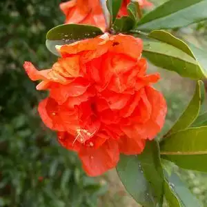 石榴花🌿的主页 - 抖音