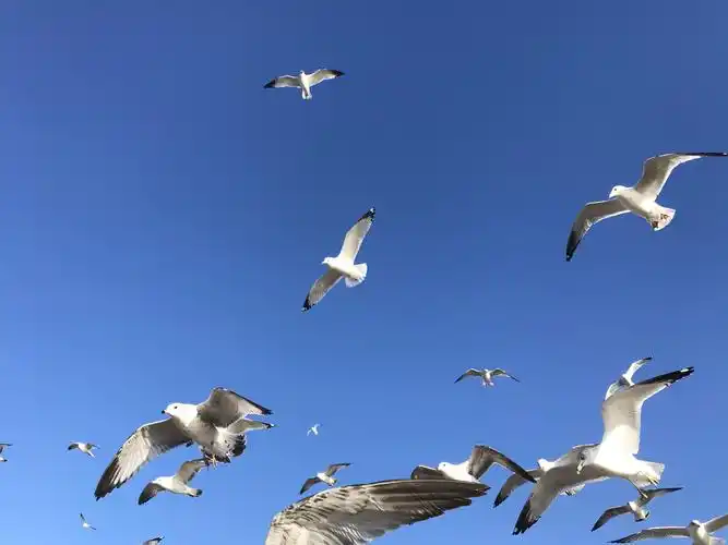 自由飞翔的海鸥!在蓝天白云下起舞!