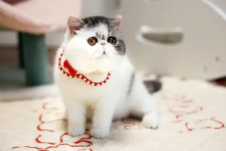 大眼睛加菲猫妹妹找家长优惠