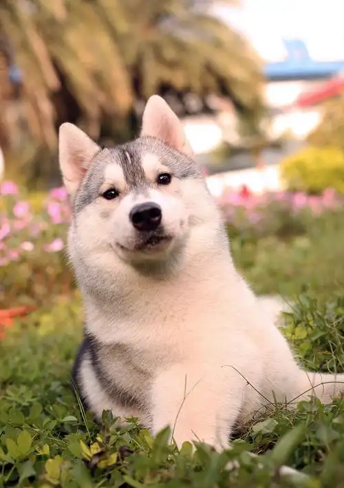 哈士奇(小c) 宠物写真,宠物拍摄,宠物用品摄影,宠物小短片_摄影师阿炜