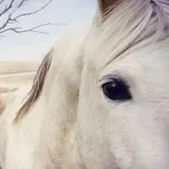 金沙娱场app永久网址_适合做头像的图片马_好看的真马图片头像_微信