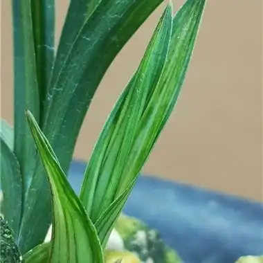 春剑水晶中透 - 中国兰花交易网