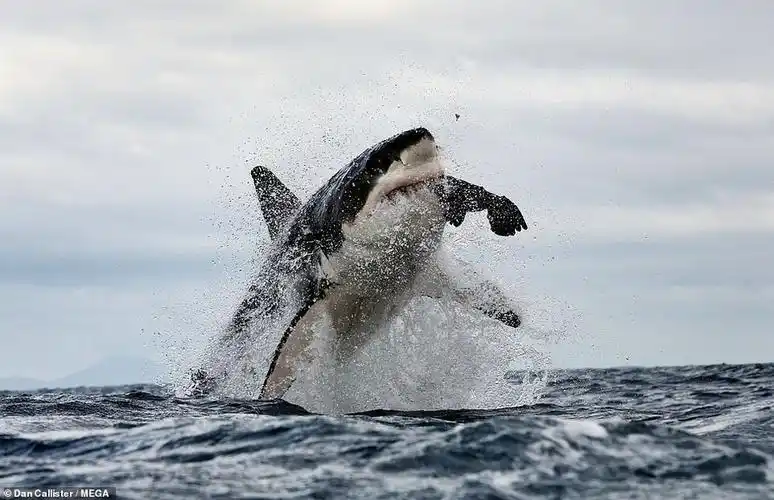 虎鲸入侵南非海域猎食大白鲨赶尽杀绝喜欢吞食肝脏zt