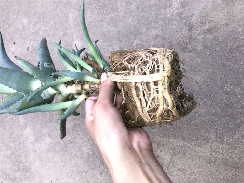 龙爪芦荟盆栽植物木立芦荟根系药用食用美容绿植