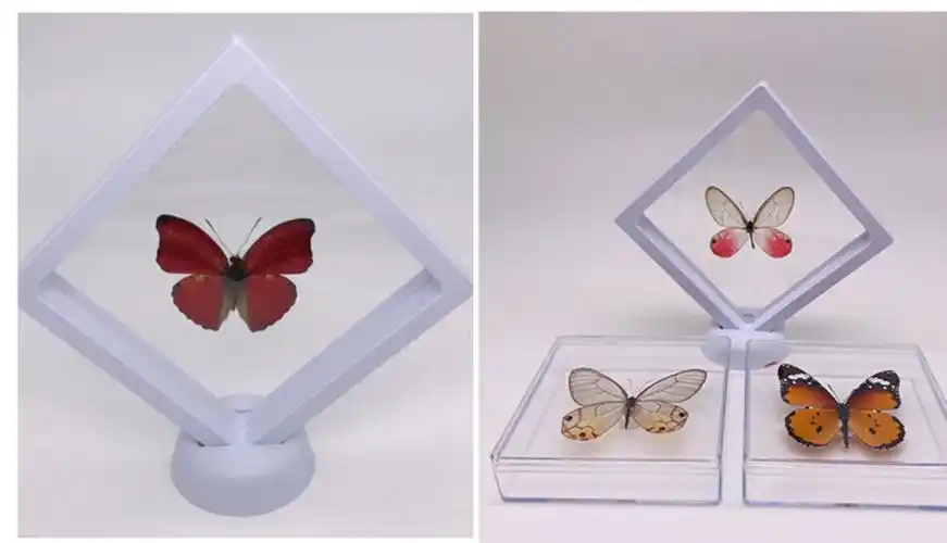 昆虫标本制作工具展翅板昆虫标本制作工具套装蝴蝶制作材料包标本盒