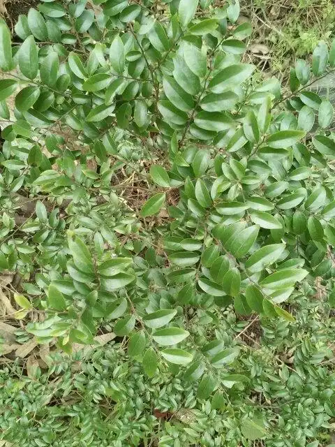 正宗小叶紫檀树图片,正宗小叶紫檀树苗图片-图片大观-奇异网