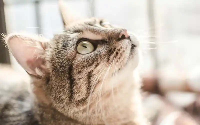 可爱萌系猫咪,高清图片,电脑桌面-壁纸族