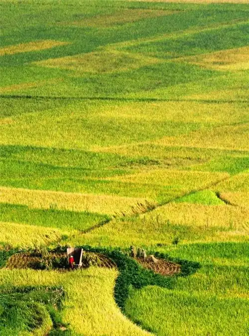 【关注】农村秋收美景,来感受一下丰收的喜悦!-搜狐