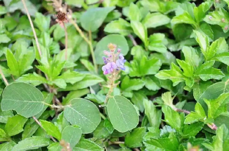 这种野草就是"广金钱草",也被农民朋友称作"落地金钱","