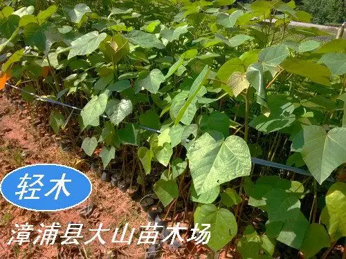 轻木(世界上生长*快的乔木)