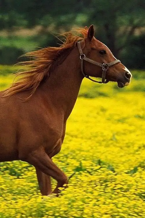 马在黄色的花场中奔跑 iphone 壁纸