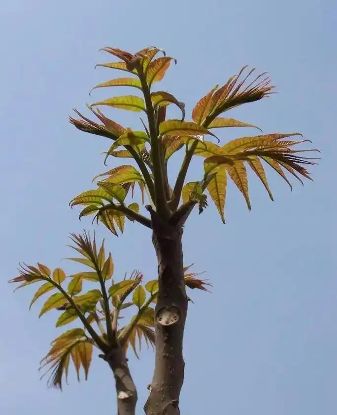 香椿树比毒蛇还危险?为何常言:不怕蛇进家门,就怕香椿高过房?