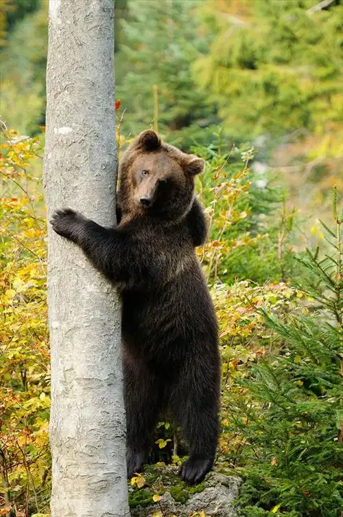 欧亚混血,褐色,熊,站立,树,树干