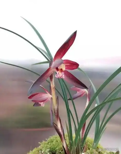 30年前,在大娄山附近发现的"极品"兰花,开花后让人心醉神迷