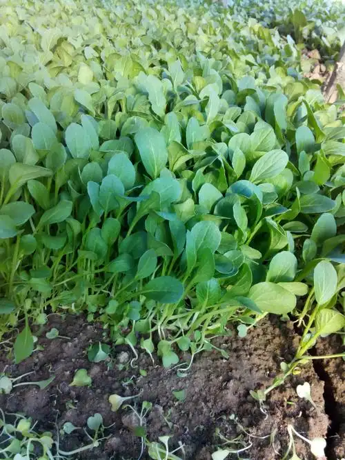 鸡毛菜,豆苗 - 供应信息 - 北京新发地市场