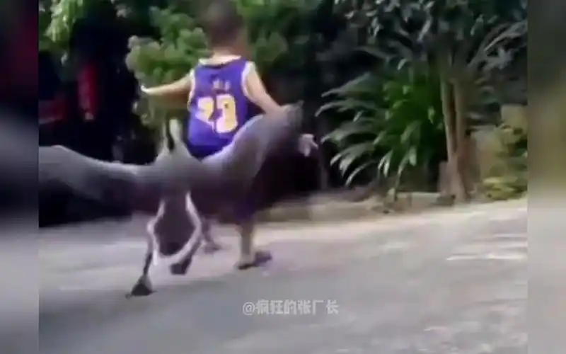 盘点熊孩子大战大鹅搞笑场面#人鹅大战 #熊孩子