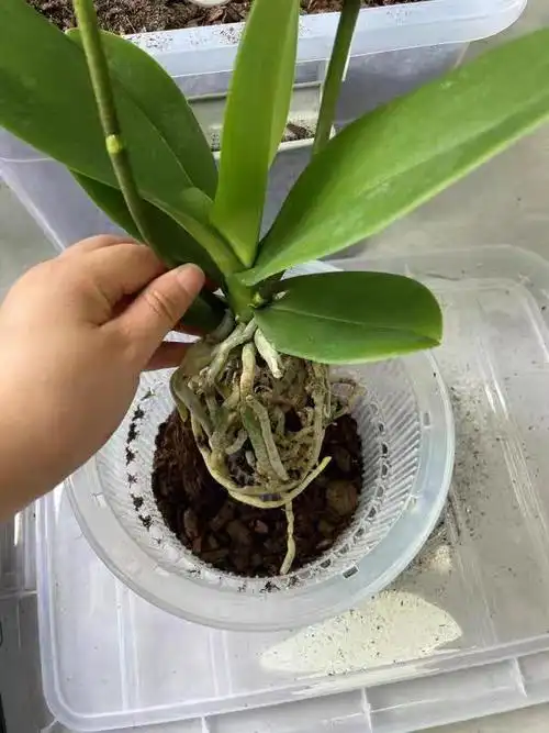 养蝴蝶兰用什么土最好(蝴蝶兰用什么土栽培最好)