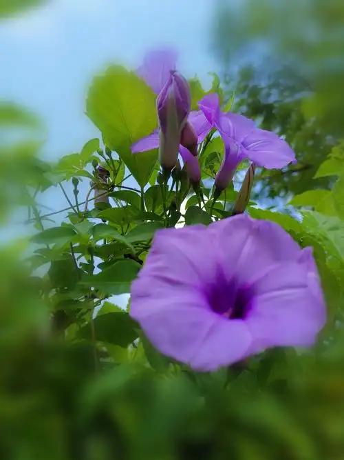 夏花绚烂【原创】草本花卉(二)