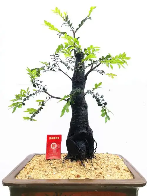 小叶紫檀盆景树桩绿植物客厅盆栽花卉阳台绿色客厅黑骨茶盆景树