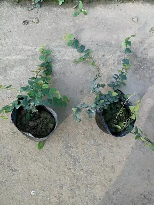 907基地供应 薜荔 20-60cm藤长 杯苗 营养钵 盆栽